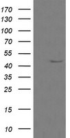 CALR3 Antibody in Western Blot (WB)