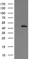 CALR3 Antibody in Western Blot (WB)