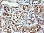 CAMLG Antibody in Immunohistochemistry (Paraffin) (IHC (P))