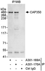 CAP350 Antibody in Immunoprecipitation (IP)