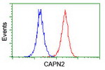 CAPN2 Antibody in Flow Cytometry (Flow)