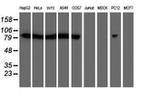 CAPN2 Antibody in Western Blot (WB)