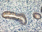 CAPN9 Antibody in Immunohistochemistry (Paraffin) (IHC (P))
