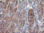 CAPN9 Antibody in Immunohistochemistry (Paraffin) (IHC (P))