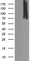 CAPN9 Antibody in Western Blot (WB)