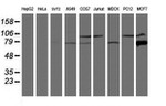 CAPN9 Antibody in Western Blot (WB)