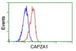 CAPZA1 Antibody in Flow Cytometry (Flow)