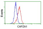 CAPZA1 Antibody in Flow Cytometry (Flow)