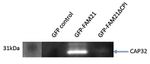CAPZB Antibody in Western Blot (WB)