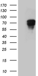 CARD9 Antibody in Western Blot (WB)