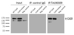 Cas9 Antibody in Immunoprecipitation (IP)