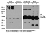 Cas9 Antibody in Immunoprecipitation (IP)