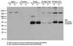 Cas9 Antibody in Immunoprecipitation (IP)