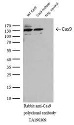 Cas9 Antibody in Western Blot (WB)