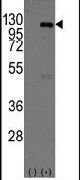CASC3 Antibody in Western Blot (WB)