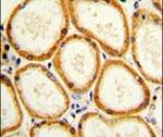 Caspase 2 Antibody in Immunohistochemistry (IHC)