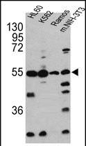 Caspase 2 Antibody in Western Blot (WB)