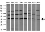 CASP4 Antibody in Western Blot (WB)