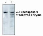 Caspase 9 Monoclonal Antibody (LAAP6 96 2-22)