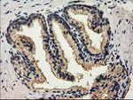 CAT Antibody in Immunohistochemistry (Paraffin) (IHC (P))