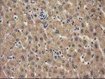 CAT Antibody in Immunohistochemistry (Paraffin) (IHC (P))