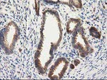 CAT Antibody in Immunohistochemistry (Paraffin) (IHC (P))