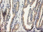 CAT Antibody in Immunohistochemistry (Paraffin) (IHC (P))