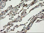 CAT Antibody in Immunohistochemistry (Paraffin) (IHC (P))
