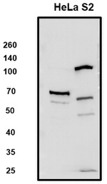SLC7A1 Polyclonal Antibody