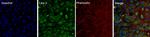 Phospho-Caveolin 2 (Tyr19) Polyclonal Antibody, Alexa Fluor™ 488
