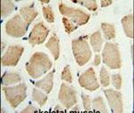 Caveolin 2 Antibody in Immunohistochemistry (IHC)