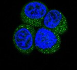Caveolin 2 Antibody in Immunocytochemistry (ICC/IF)
