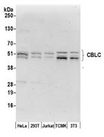 CBLC/CBL-3 Antibody in Western Blot (WB)