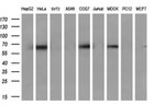 CBLC Antibody in Western Blot (WB)