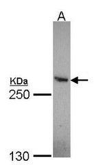 CBP Antibody in Western Blot (WB)