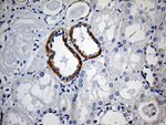 CBR4 Antibody in Immunohistochemistry (Paraffin) (IHC (P))