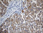 CBR4 Antibody in Immunohistochemistry (Paraffin) (IHC (P))