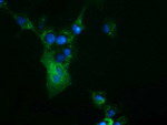 CBWD1 Antibody in Immunocytochemistry (ICC/IF)