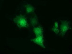 CBWD1 Antibody in Immunocytochemistry (ICC/IF)