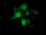 CBWD1 Antibody in Immunocytochemistry (ICC/IF)