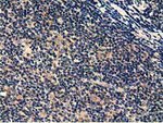 CBWD1 Antibody in Immunohistochemistry (Paraffin) (IHC (P))
