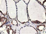 CBWD1 Antibody in Immunohistochemistry (Paraffin) (IHC (P))