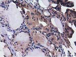 CBWD1 Antibody in Immunohistochemistry (Paraffin) (IHC (P))