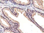 CBWD1 Antibody in Immunohistochemistry (Paraffin) (IHC (P))