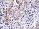 CBWD1 Antibody in Immunohistochemistry (Paraffin) (IHC (P))