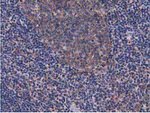 CBWD1 Antibody in Immunohistochemistry (Paraffin) (IHC (P))