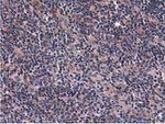 CBWD1 Antibody in Immunohistochemistry (Paraffin) (IHC (P))