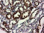 CBWD1 Antibody in Immunohistochemistry (Paraffin) (IHC (P))