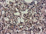 CBWD1 Antibody in Immunohistochemistry (Paraffin) (IHC (P))
