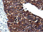CBWD1 Antibody in Immunohistochemistry (Paraffin) (IHC (P))